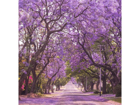 Violet Tree - Plant A Million Zambia