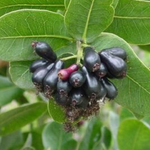 Waterberry - Plant A Million Zambia