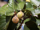 Ficus sycomorus - Plant A Million