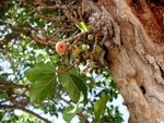 Ficus sycomorus - Plant A Million