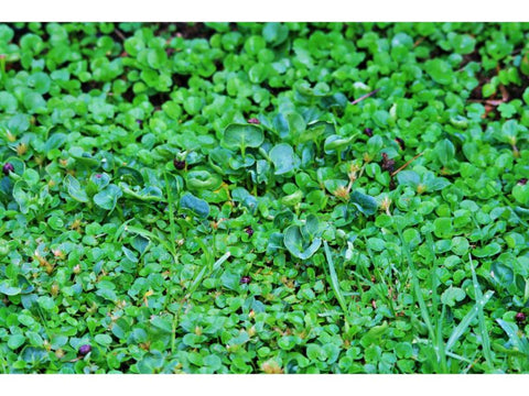 Wonderlawn Grass - Plant A Million Zambia