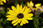 Yellow Daisy - Plant A Million Zambia