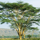 Fevertree - Plant A Million Zambia