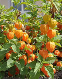 Gooseberry - Plant A Million Zambia