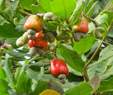 Cashew Nut - Plant A Million
