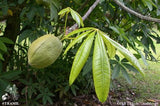Chestnut - Plant A Million Zambia