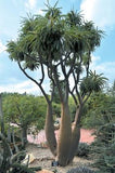 Palm Madagascar - Plant A Million Zambia