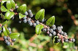 Huckleberry - Plant A Million Zambia
