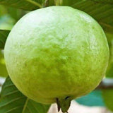 Guava White - Plant A Million Zambia