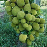 Jackfruit - Plant A Million Zambia