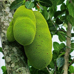 Jackfruit - Plant A Million Zambia