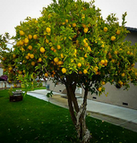 Lemon - Plant A Million