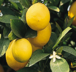 Lemon - Plant A Million