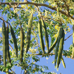 Moringa - Plant A Million Zambia