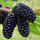 Mulberry - Plant A Million Zambia