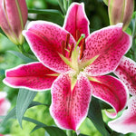 Color Lily - Plant A Million Zambia