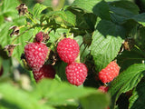 Raspberries - Plant A Million Zambia